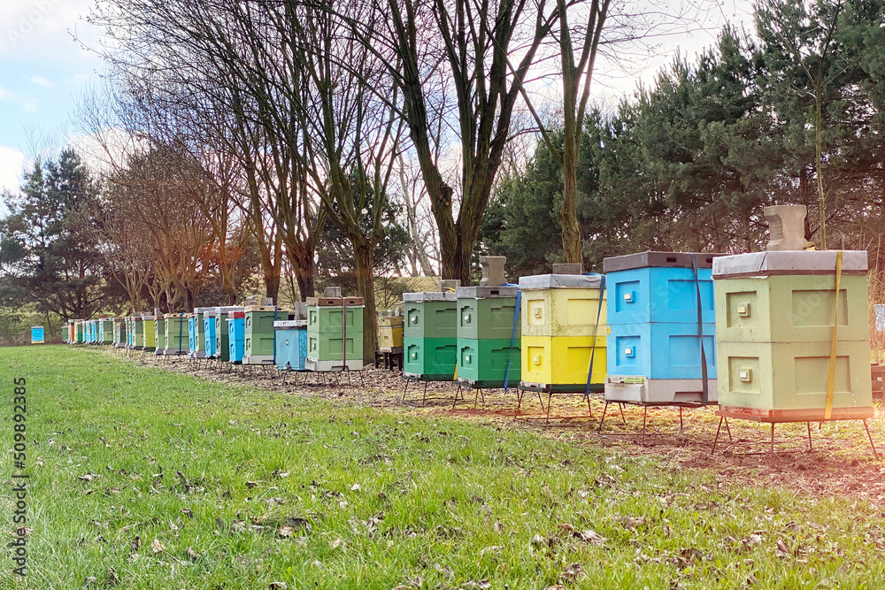 A row of colorful beehives in a beehive farm. Many hives for collecting nectar by bees, natural honey extraction in the village A row of colorful beehives in a beehive farm. Many hives for collecting nectar by bees, natural honey extraction in the village