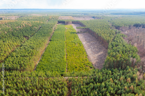 Aerial view of plantations of young trees in the forest, deforestation and planting of new trees