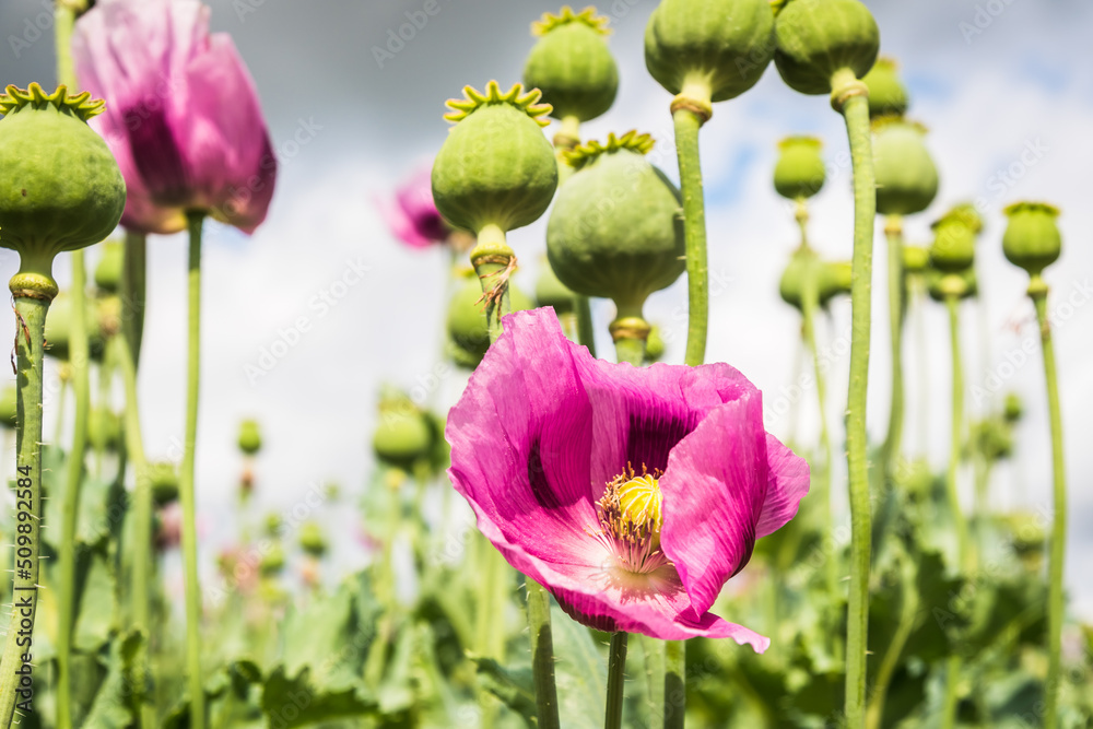 Fototapeta premium Pink opium poppy blossom, also called breadseed poppies, seen from below
