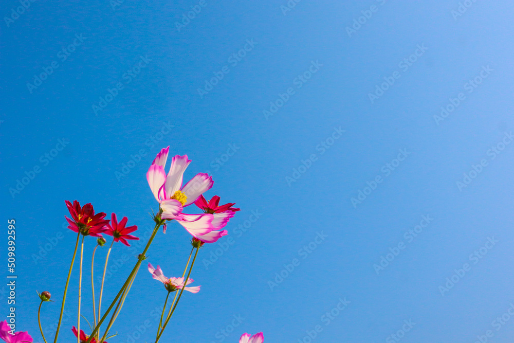 Pink cosmos flowers full blooming in morning. Pink cosmos flowers full blooming in morning.