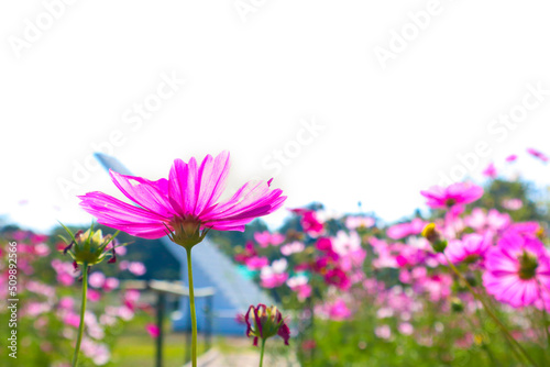 Pink cosmos flower blooming on a white background.