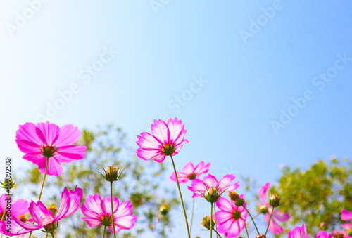 Beautiful cosmos flowers blooming in garden.