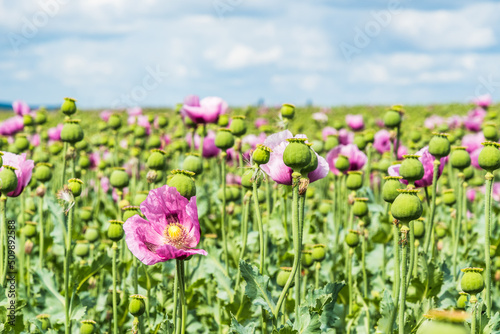 Field of pink opium poppy  also called breadseed poppies