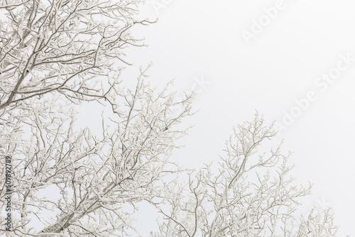 Upper branches of tall forest trees covered with snow in daytime with blue sky in background. Horizontal copy space. Winter full of white color all around. 