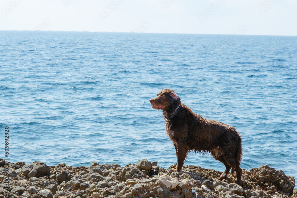 Dog of the Munsterlander breed on top of some rocks on the beach. Dog of the Munsterlander breed on top of some rocks on the beach.