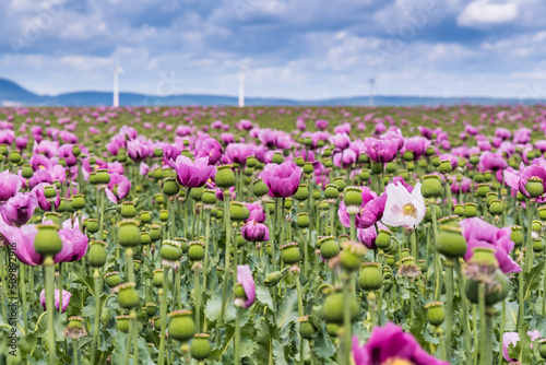 Field of pink opium poppy, also called breadseed poppies © Daniela Baumann