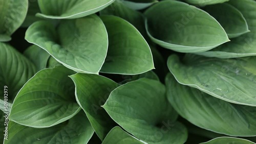 big green leaves of hosta venusta close up. natural green background photo