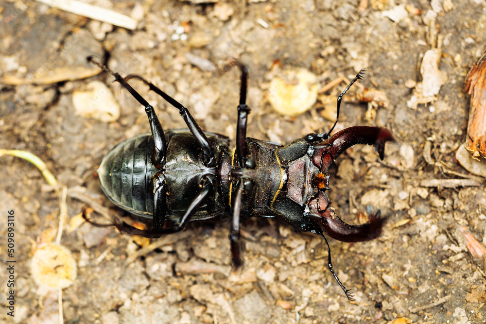Close-up of rare largest species of european stag beetle lying on back on ground in summer garden forest. Lucanus cervus habiting in Europe. Rare insects, bugs, biology, ecology. Top view. Soft focus.