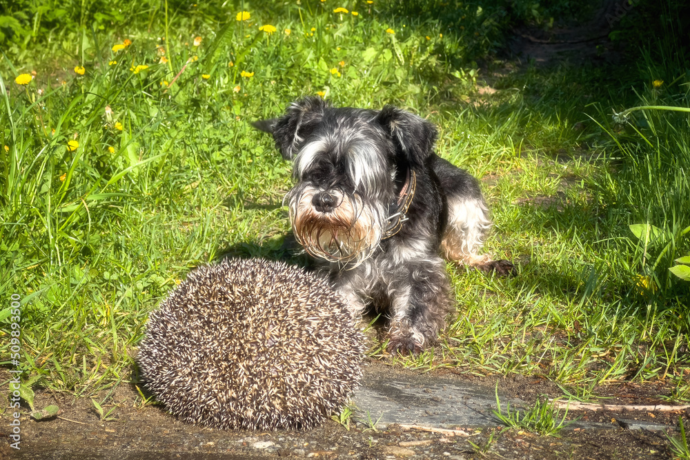 Miniature schnauzer hunting hedgehog. Wild animals often carry