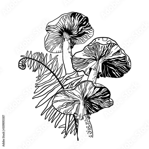 Black and white image of poisonous fly agaric mushrooms. Print or tattoo. Vector illustration