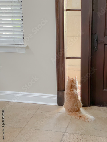 fluffy cat looking outside the window gato sad lonely photo