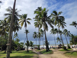 Beautiful paradisiacal and deserted beach with coconut trees at the entrance