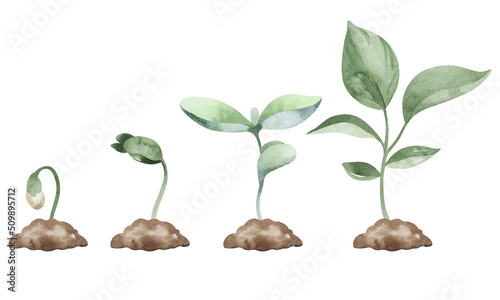 Photography Stages of plant growth and development, evolution from seed in the soil to seedlings