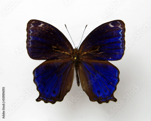 Dark blue butterfly isolated on white. Ptychandra lorquini from Philippines. Collection butterflies. Satyridae. Lepidoptera, insects. Entomology photo