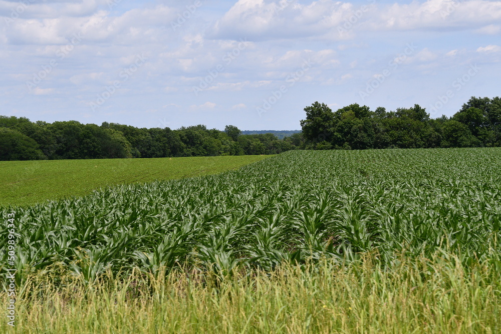 Corn Plants in a Farm Field