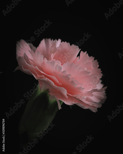 Close-up Shot Of Pink Carnation in Dark Black
