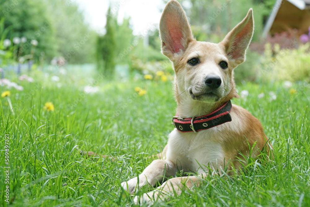 A red puppy lies in the grass in summer and waits A red puppy lies in the grass in summer and waits