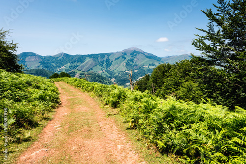 Unpaved road surrounded by ferns with mountain range on the background.