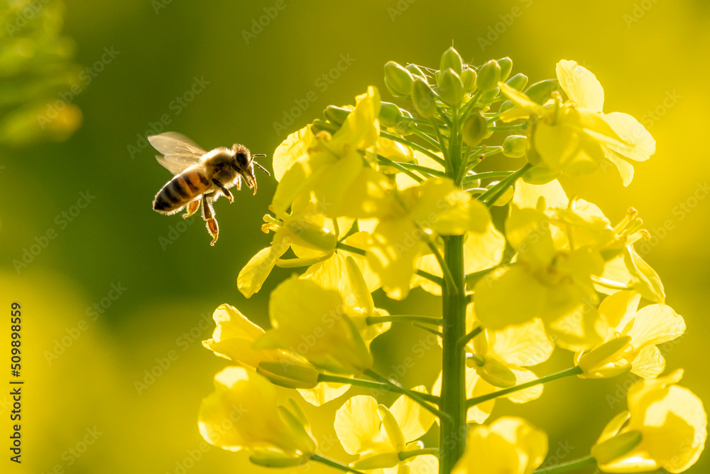pszczoła lata przy kwiatach żółtych rzepaku - obrazy, fototapety, plakaty 