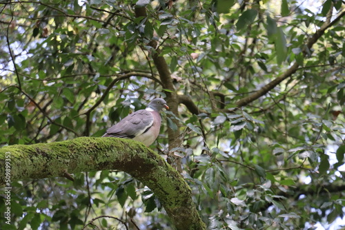 pigeon on a branch