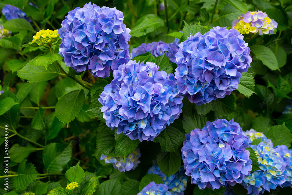 紫陽花 紫陽花