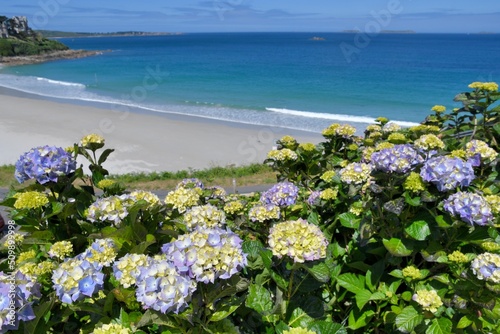 Beautiful hydrangeas ovec a beach in Brittany France © aquaphoto