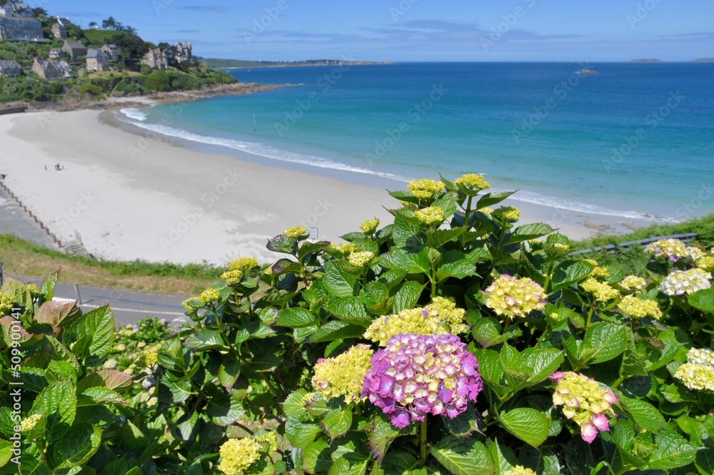 Beautiful hydrangeas ovec a beach in Brittany France
