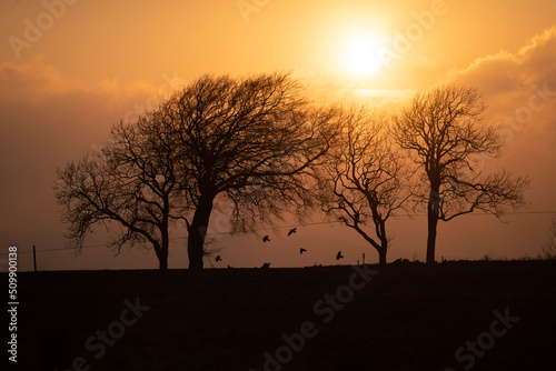 silhouette of a tree at sunset