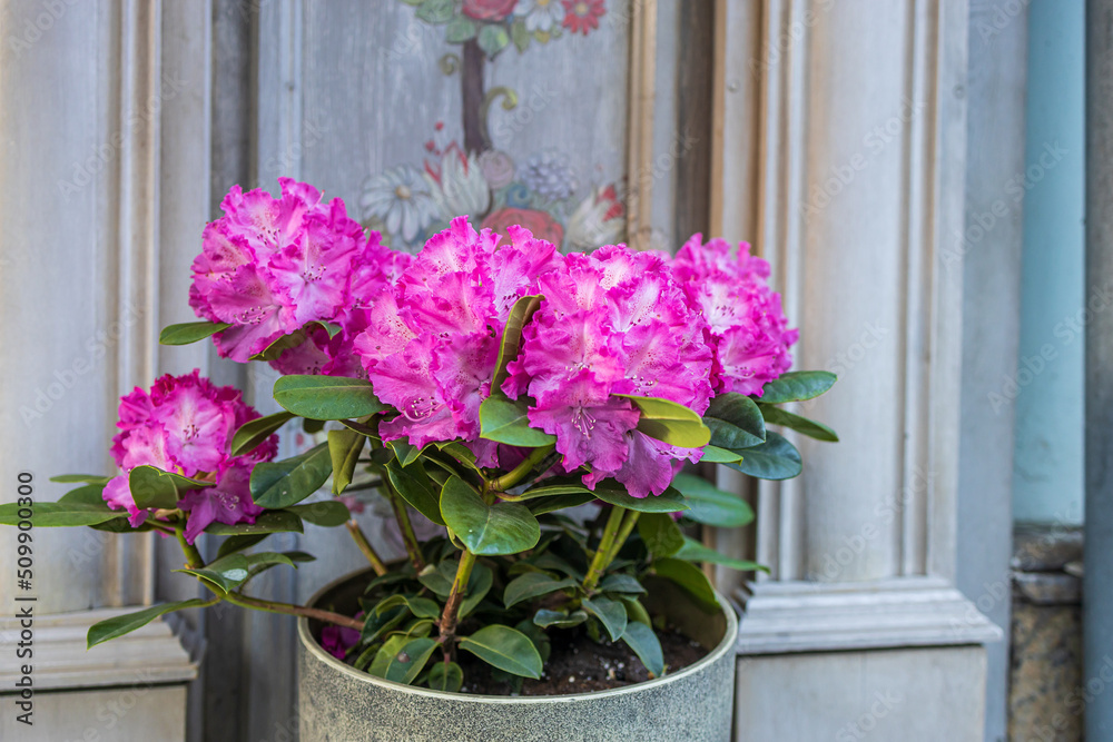 The evergreen Rhododendron hybrid Haaga has fully opened its bright pink flowers in the stone pot. Wallpaper