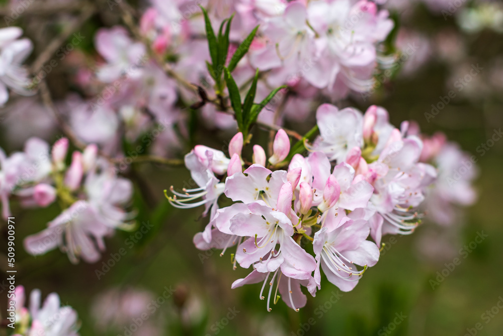 Pink rhododendron flowers in, Cirava, Latvia. Pink rhododendron flowers in, Cirava, Latvia.