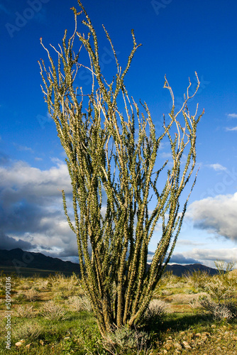 Fouquieria splendens or Ocotillo in the Coachella Valley, California photo