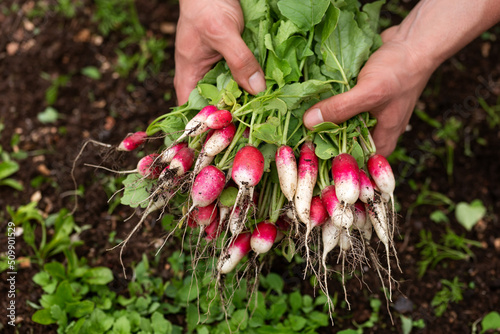 Organically grown French breakfast radish in gardeners hands, Freshly harvested photo