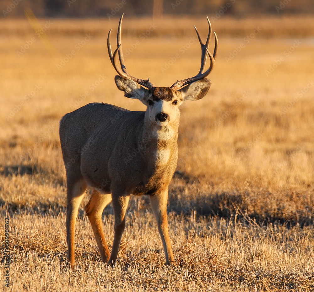 Fototapeta premium deer in the wild