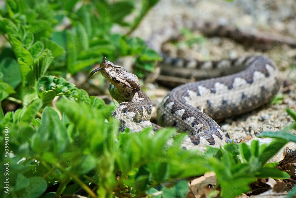 Nose-Horned Viper with forked tongue outside (Vipera ammodytes) Nose-Horned Viper with forked tongue outside (Vipera ammodytes)