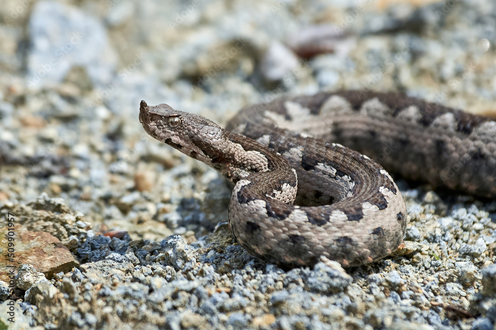 Nose-Horned Viper male in natural habitat (Vipera ammodytes) Nose-Horned Viper male in natural habitat (Vipera ammodytes)