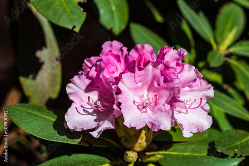 Pink rhododendron flowers in, Cirava, Latvia.