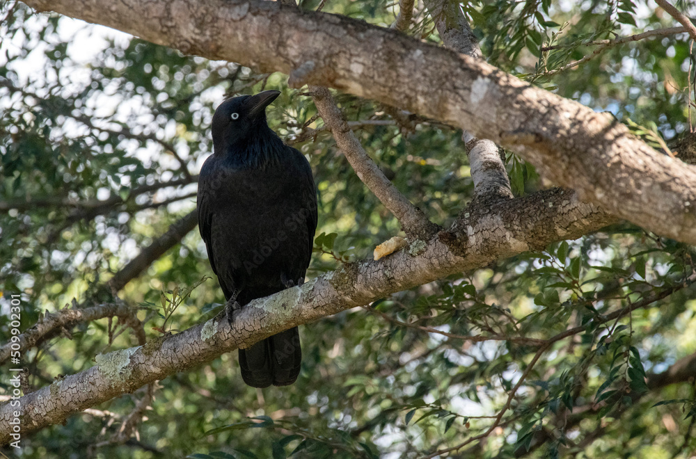 Fototapeta Australian raven (Corvus coronoides)