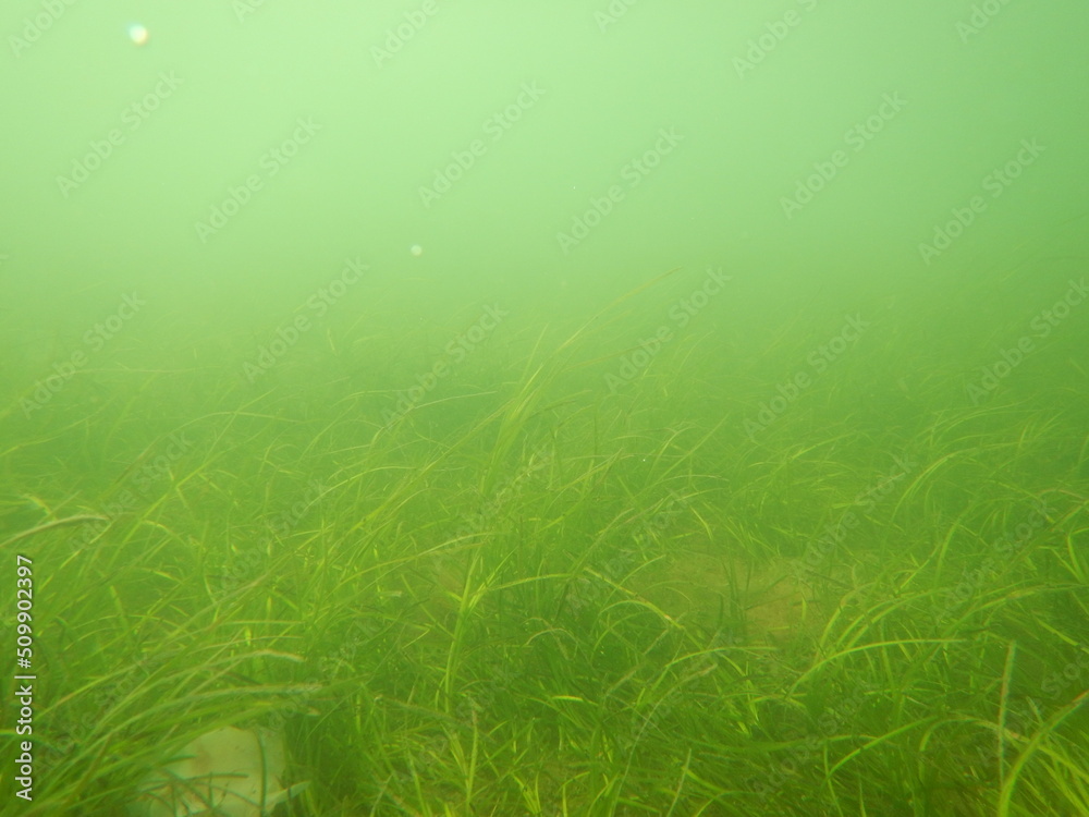 seagrass in bad conditions Stock Photo Adobe Stock