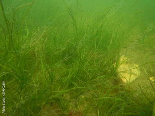 seagrass meadow 