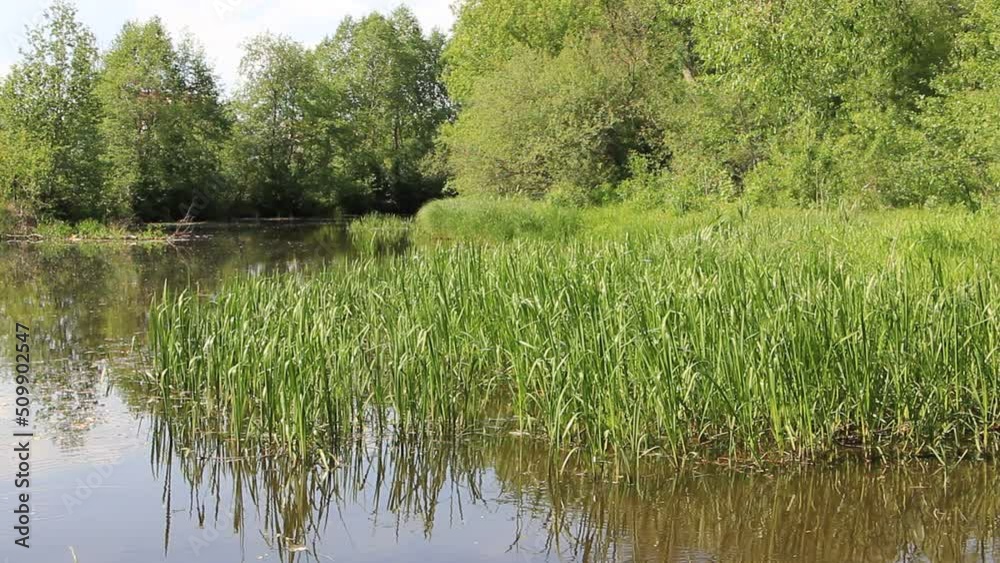 Swampy forest river calm water with green grass and trees at sunny summer day with birdsong. Beautiful relaxing Russian natural landscape. Swampy forest river calm water with green grass and trees at sunny summer day with birdsong. Beautiful relaxing Russian natural landscape.