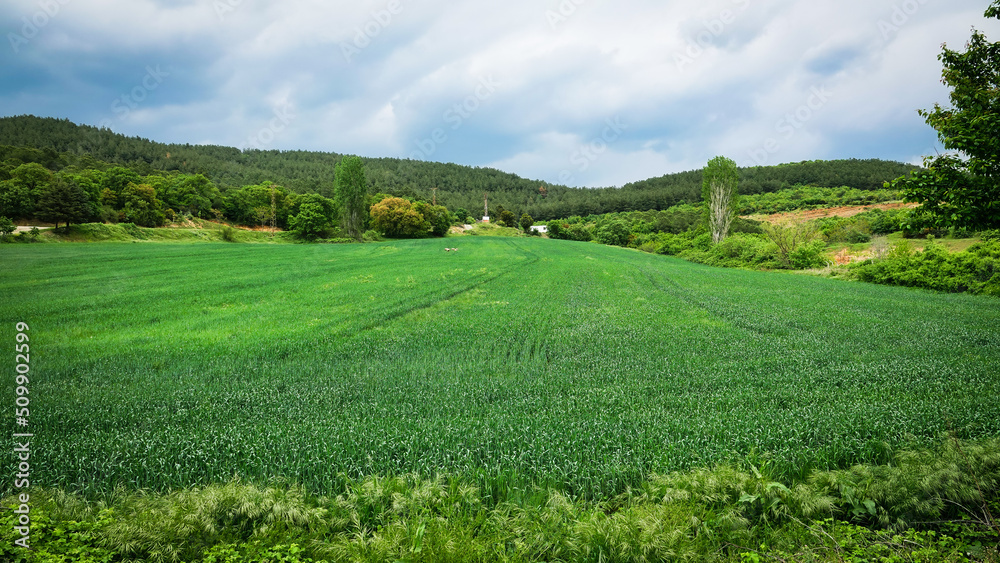 A lush wheat field, poplar trees,, trees hills in spring
