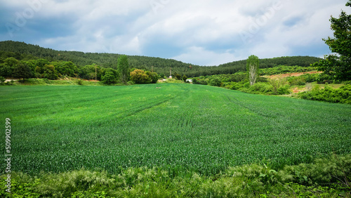 A lush wheat field, poplar trees,, trees hills in spring