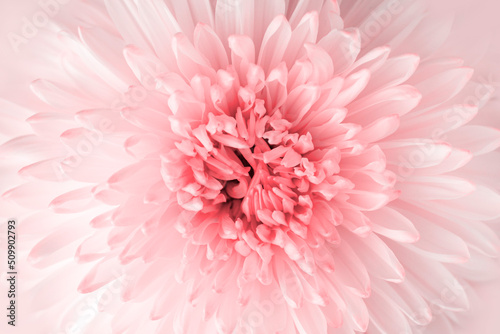 Macrophotography. Selected sharpness. Beautiful flower of delicate, pure pink chrysanthemum close-up. Vegetable texture