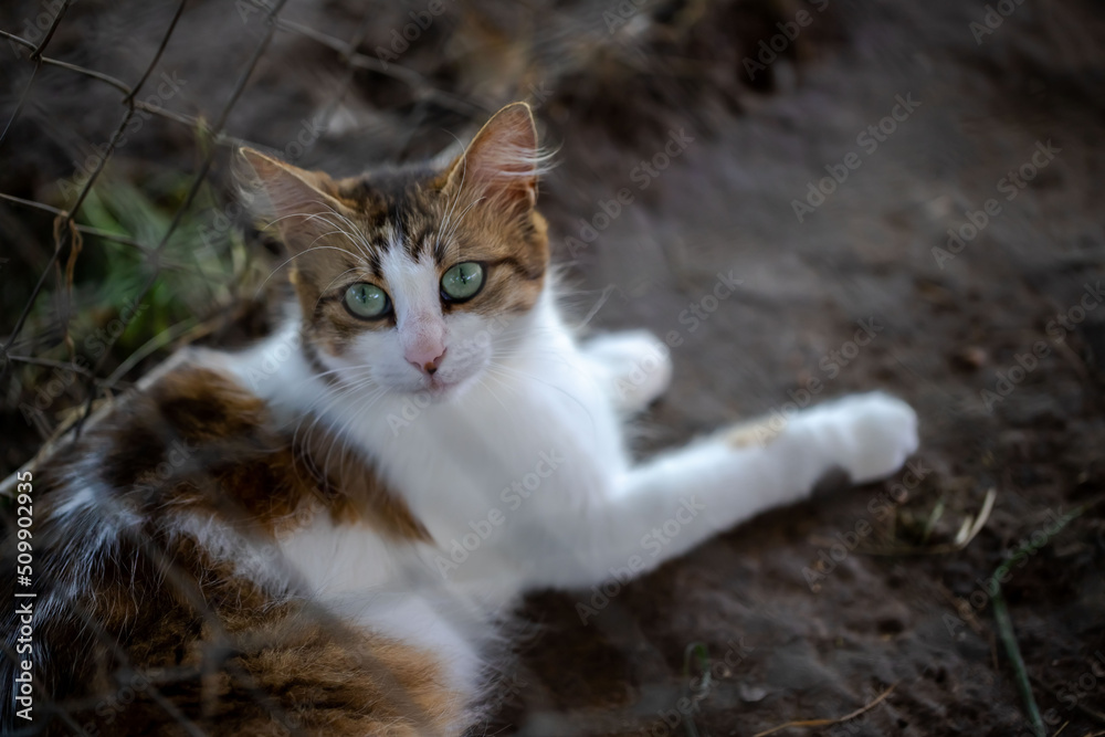 cute cat peeking through the cage. Cat eyes close-up. cute cat peeking through the cage. Cat eyes close-up.