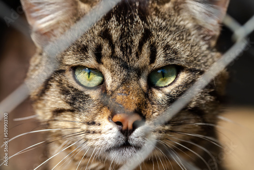 cute cat peeking through the cage. Cat eyes close-up.