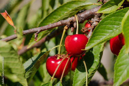 The cherry fruit is just emerging on the tree. Cherries to be picked fresh from the branch from the cherry orchard.