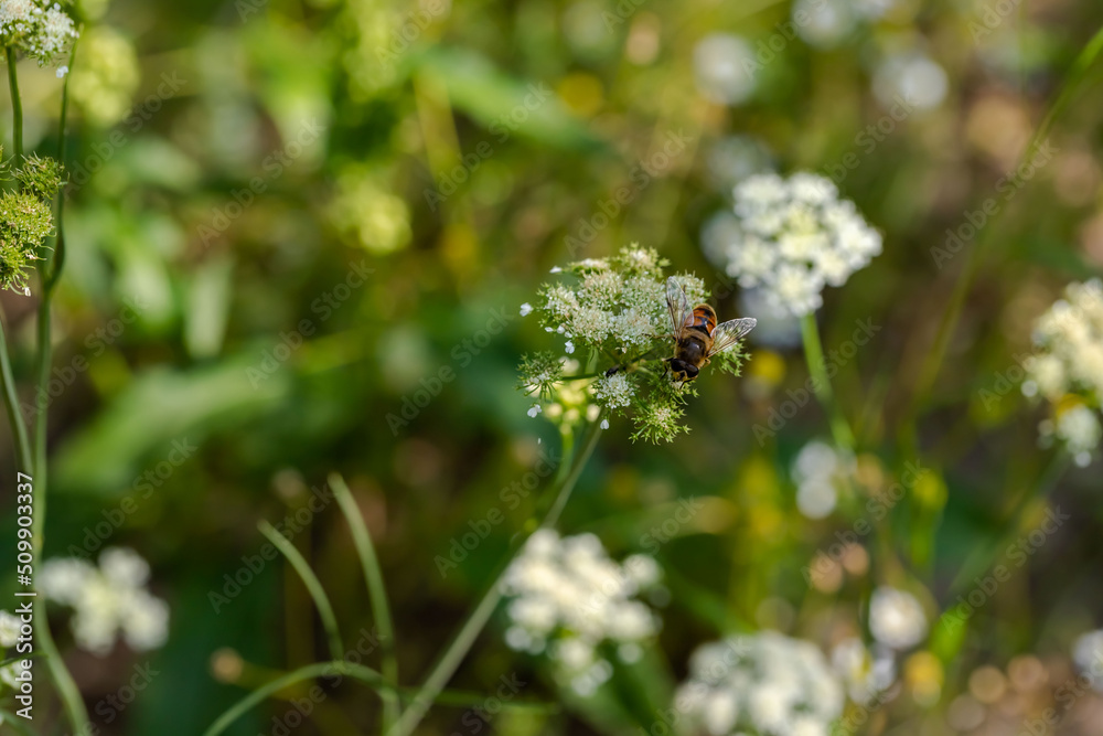 a small orange bee that perches on flowers in summer a small orange bee that perches on flowers in summer