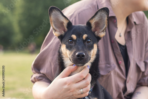 portrait of an Australian kelpie on the outside which is hugged by a woman's hand photo