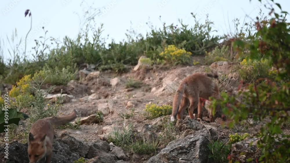 Red Fox Young Pups. Vulpes vulpes. The foxes are running on the rocks, next to the hole. Slow motion. Red Fox Young Pups. Vulpes vulpes. The foxes are running on the rocks, next to the hole. Slow motion.
