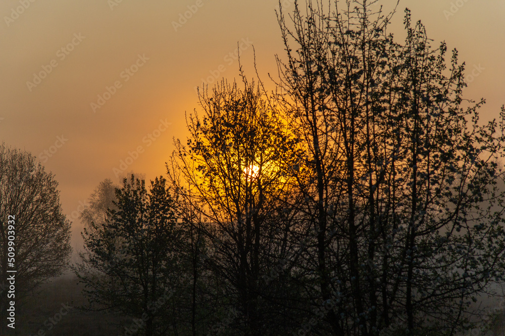 Sunrise in the forest